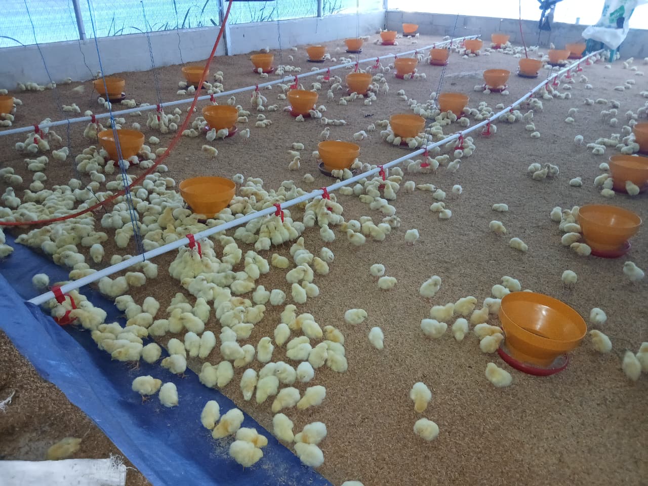 Peternakan ayam pedaging