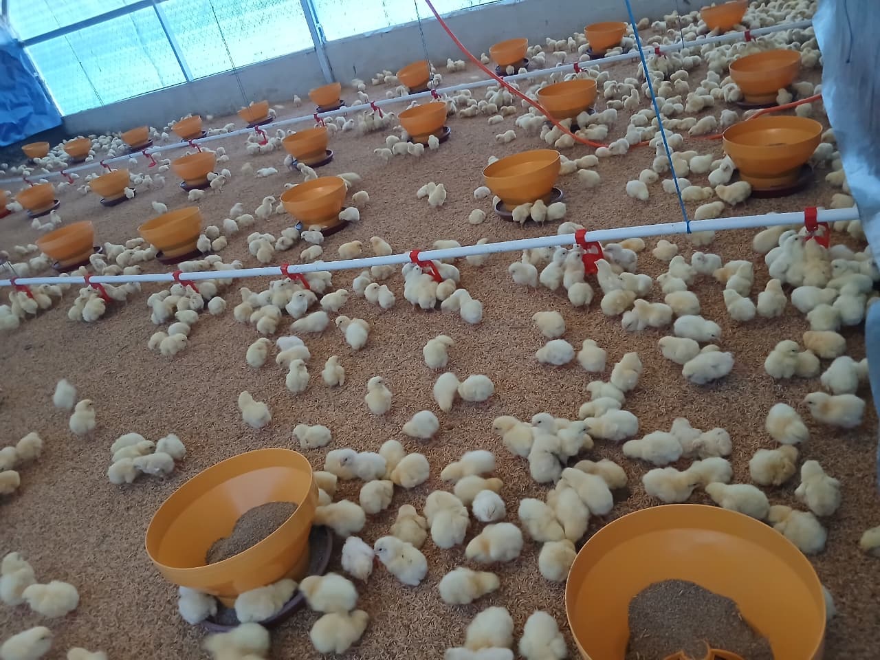 Masa awal pemeliharaan ayam